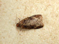Cryptoptila australana