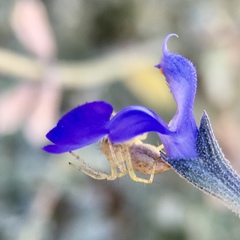 Oxyopes punctatus