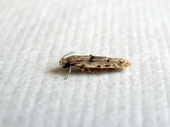 Agriophara velitata