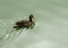 Anas platyrhynchos