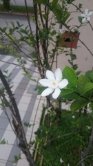 Wrightia antidysenterica