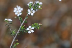 Leptospermum erubescens