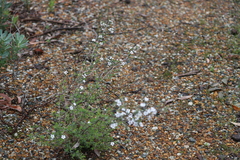 Leptospermum erubescens