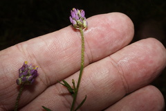 Polygala mariana