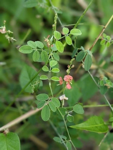 Indigofera trita ssp. scabra