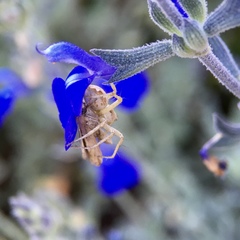 Oxyopes punctatus