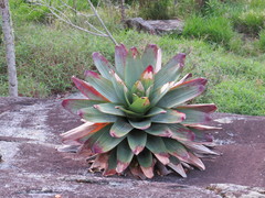 Alcantarea imperialis