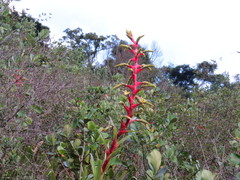 Alcantarea geniculata