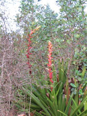 Alcantarea geniculata