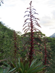 Alcantarea imperialis