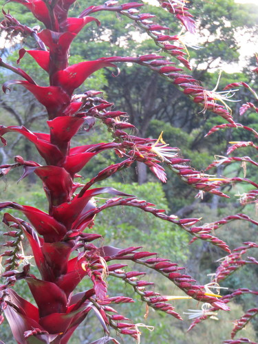 Alcantarea imperialis
