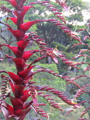 Alcantarea imperialis