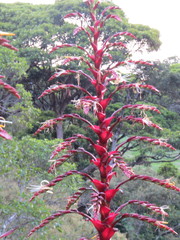 Alcantarea imperialis