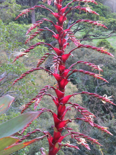 Alcantarea imperialis