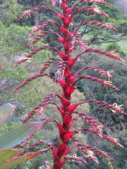 Alcantarea imperialis