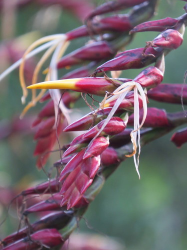 Alcantarea imperialis