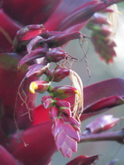 Alcantarea imperialis