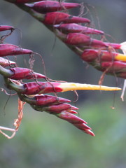 Alcantarea imperialis