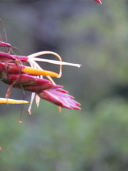 Alcantarea imperialis