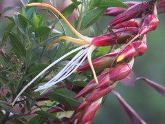 Alcantarea imperialis