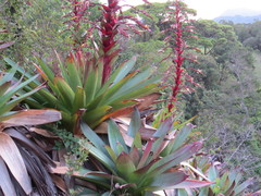 Alcantarea imperialis