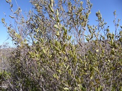 Rhamnus pilosa