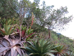 Alcantarea imperialis