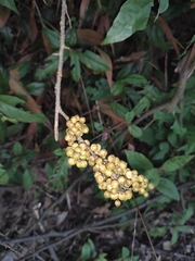 Maesa japonica