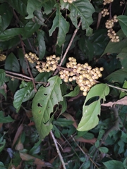 Maesa japonica