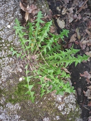 Taraxacum mongolicum
