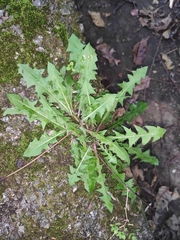 Taraxacum mongolicum