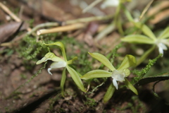 Macradenia