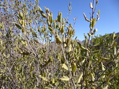 Rhamnus pilosa