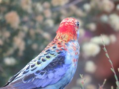 Platycercus eximius x adscitus