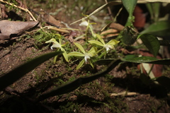 Macradenia