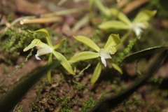 Macradenia
