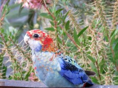 Platycercus eximius x adscitus