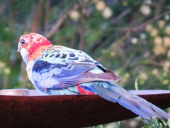 Platycercus eximius x adscitus