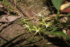 Macradenia