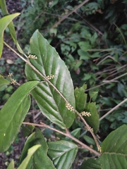 Maesa japonica
