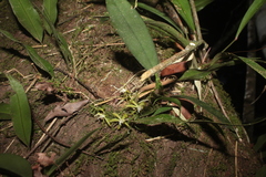 Macradenia