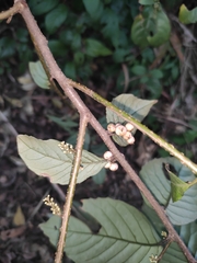 Maesa japonica