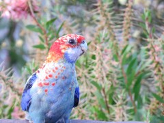 Platycercus eximius x adscitus