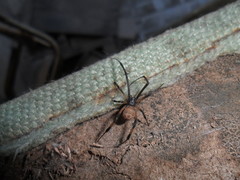 Latrodectus geometricus
