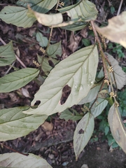 Maesa japonica