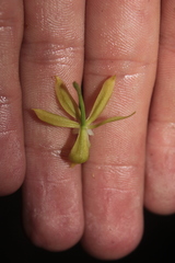 Macradenia