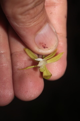 Macradenia