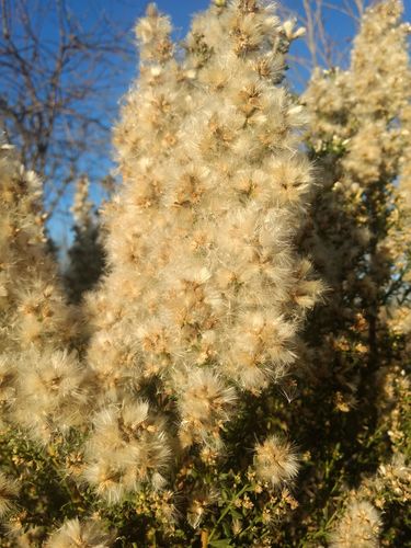 iNaturalist observation photo of coyote brush