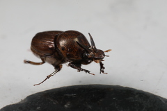 Onthophagus rectecornutus