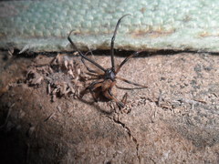 Latrodectus geometricus